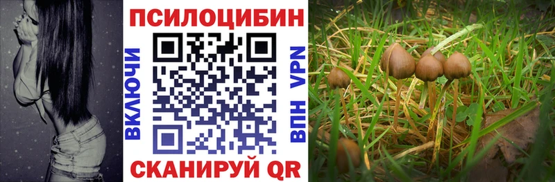 где продают   Родники  Галлюциногенные грибы MAGIC MUSHROOMS 
